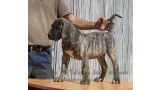 Dogo Canario. LLAIMA DE LA ISLA DE LOS VOLCANES de cachorra.