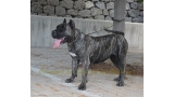 Dogo Canario. Cora De La Isla De Los Volcanes con 3 años.