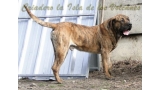 Dogo Canario. Kimba De La Isla De Los Volcanes.