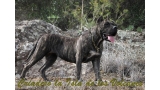 Dogo Canario. Cora De La Isla De Los Volcanes con 15 meses.