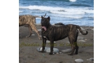 Dogo Canario. FANNY DE LA ISLA DE LOS VOLCANES con 8 meses.