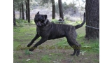 Dogo Canario. FANNY DE LA ISLA DE LOS VOLCANES con 20 meses.