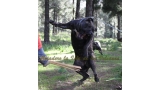 Dogo Canario. FANNY DE LA ISLA DE LOS VOLCANES con 20 meses.