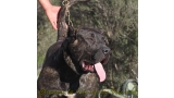 Dogo Canario. FANNY DE LA ISLA DE LOS VOLCANES con 8 meses.