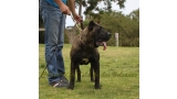 Dogo Canario. FANNY DE LA ISLA DE LOS VOLCANES de joven.