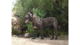 Dogo Canario. FANNY DE LA ISLA DE LOS VOLCANES de joven.