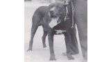 Dogo Canario. Fotos Historicas. Tinto.