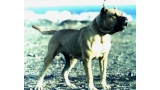 Dogo Canario.