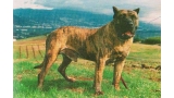 Dogo Canario. Verdugo.