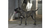 Dogo Canario. LLAIMA DE LA ISLA DE LOS VOLCANES de joven.