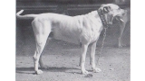 Dogo Canario. Fotos Historicas. Porky.