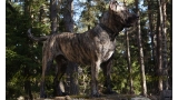 Dogo Canario. Larry De La Isla De Los Volcanes.