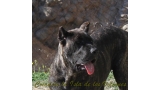 Dogo Canario. FANNY DE LA ISLA DE LOS VOLCANES de cachorra.