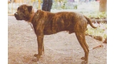 Dogo Canario. Fotos Historicas. Beneharo.