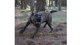 Dogo Canario. Cora De La Isla De Los Volcanes. Prueba de Trabajo.