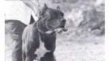 Dogo Canario. Fotos Historicas. Berry.