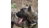 Dogo Canario. LLAIMA DE LA ISLA DE LOS VOLCANES con 10 meses.