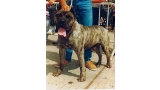 Dogo Canario. Garoe.