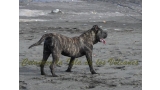 Dogo Canario. FANNY DE LA ISLA DE LOS VOLCANES con 8 meses.