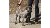 Dogo Canario. LLAIMA DE LA ISLA DE LOS VOLCANES de cachorra.