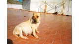 Dogo Canario. Timba.