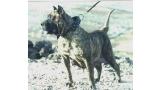 Dogo Canario. Taisa.