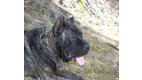 Dogo Canario. Yuma De La Isla De Los Volcanes en 2014.