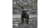 Dogo Canario. FANNY DE LA ISLA DE LOS VOLCANES con 8 meses.