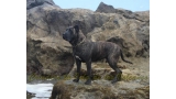 Dogo Canario. FANNY DE LA ISLA DE LOS VOLCANES de joven.