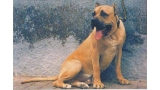 Dogo Canario.