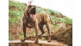 Dogo Canario. Tamaran.