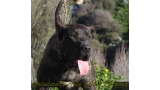 Dogo Canario. FANNY DE LA ISLA DE LOS VOLCANES con 8 meses.