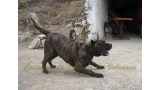 Dogo Canario. FANNY DE LA ISLA DE LOS VOLCANES en 2016.