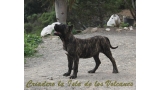 Dogo Canario. Cora De La Isla De Los Volcanes con 4 meses.