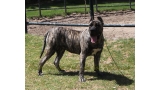 Dogo Canario. LLAIMA DE LA ISLA DE LOS VOLCANES con 24 meses.