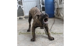 Dogo Canario. Faraon De La Isla De Los Volcanes con 8 meses.