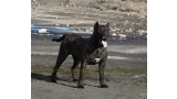 Dogo Canario. FANNY DE LA ISLA DE LOS VOLCANES con 8 meses.