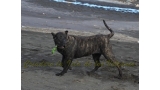 Dogo Canario. FANNY DE LA ISLA DE LOS VOLCANES con 8 meses.