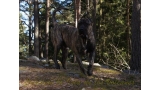 Dogo Canario. Larry De La Isla De Los Volcanes.