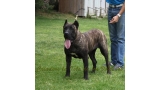 Dogo Canario. FANNY DE LA ISLA DE LOS VOLCANES de joven.