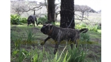 Dogo Canario. Faraon De La Isla De Los Volcanes.