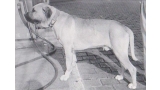 Dogo Canario. Fotos Historicas. Toby.