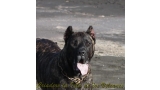 Dogo Canario. FANNY DE LA ISLA DE LOS VOLCANES con 8 meses.