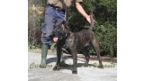 Dogo Canario. FANNY DE LA ISLA DE LOS VOLCANES con 16 meses.