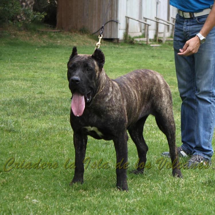 Dogo Canario. FANNY DE LA ISLA DE LOS VOLCANES de joven.