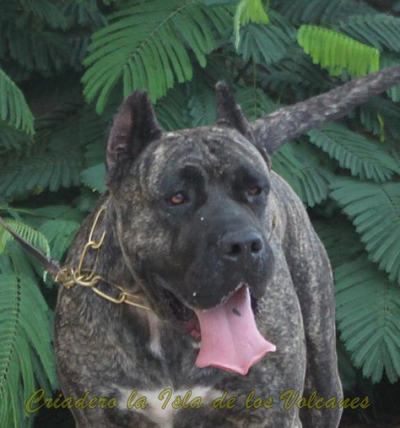 Dogo Canario. Cora De La Isla De Los Volcanes con 3 años.