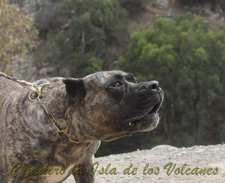 Dogo Canario. Faina De La Isla De Los Volcanes. Prueba de Caracter.