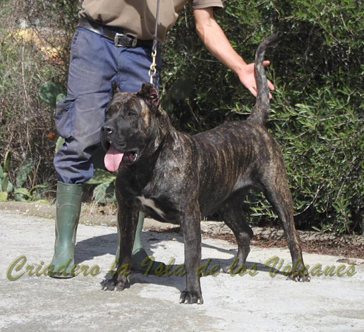 Dogo Canario. FANNY DE LA ISLA DE LOS VOLCANES con 16 meses.