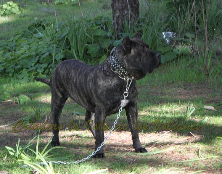 Dogo Canario. FANNY DE LA ISLA DE LOS VOLCANES con 20 meses.