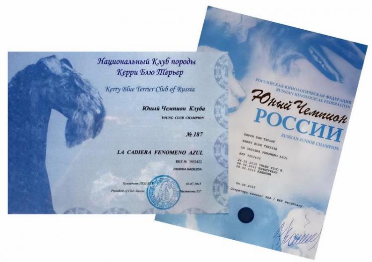 Kerry Blue Terrier.  Russian Ch. La Cadiera Fenomeno Azul.